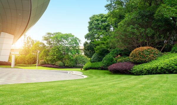 Commercial Shrub Trimming in Pasadena