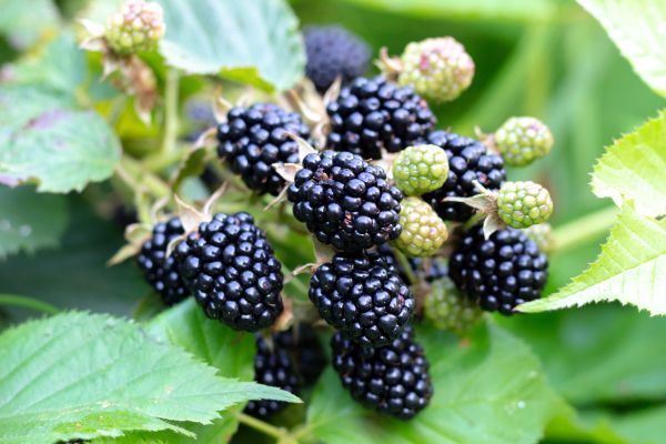 Blackberry Bush Removal in Pasadena