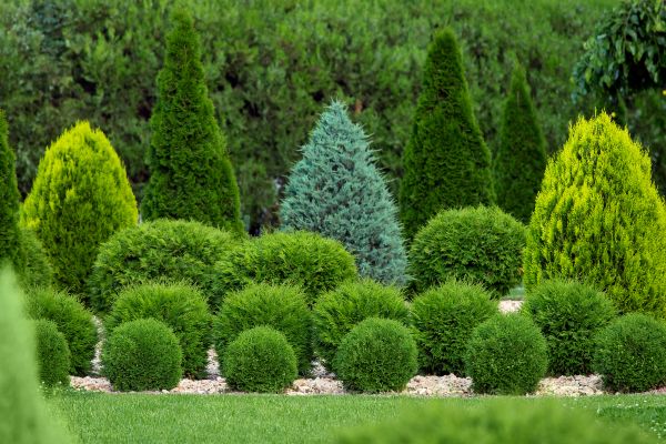 Bush Shaping Service in Pasadena