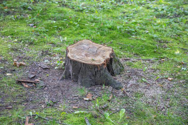 Bush Stump Removal in Pasadena