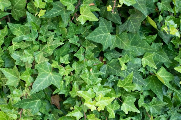 English Ivy Removal in Pasadena