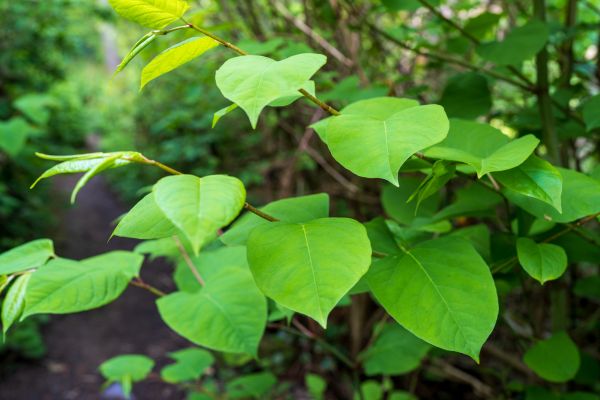 Invasive Plant Removal in Pasadena