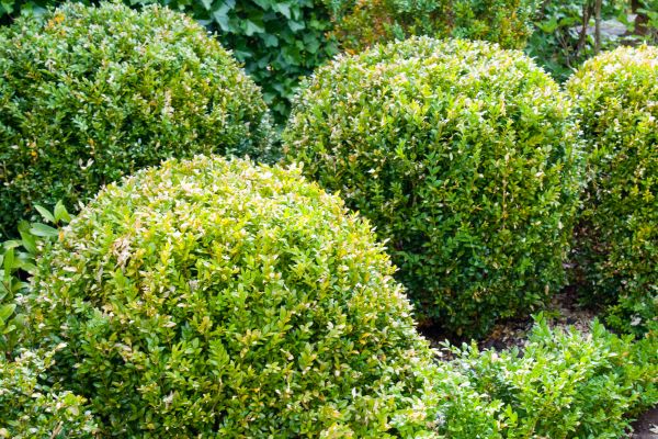 Landscape Trimming Service in Pasadena