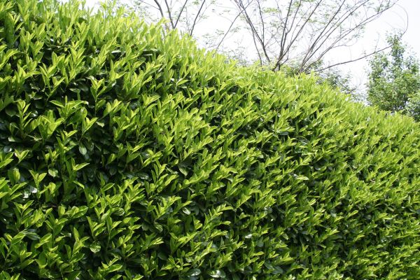 Laurel Removal in Pasadena