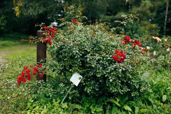 Rose Bush Removal in Pasadena