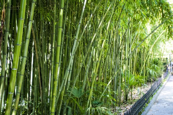 Bamboo Root Removal in Pasadena