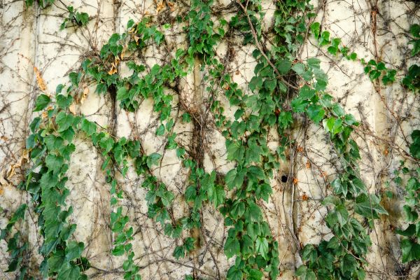 Vine Removal Service in Pasadena