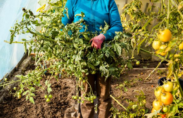 Garden Plant Removal in Pasadena