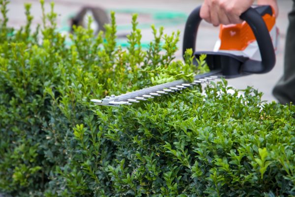 Hedge Shearing in Pasadena
