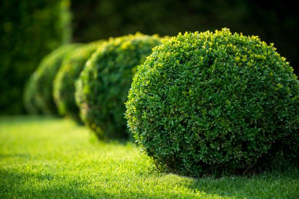 Bush Pruning in Pasadena