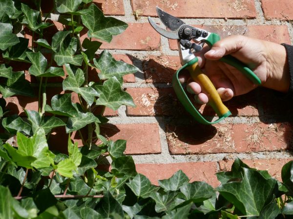 Ivy Removal Service in Pasadena