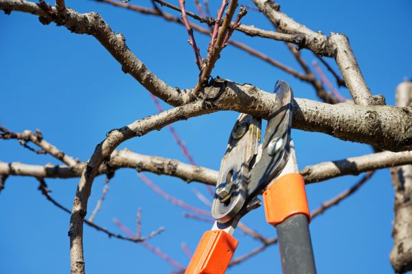 Selective Pruning in Pasadena
