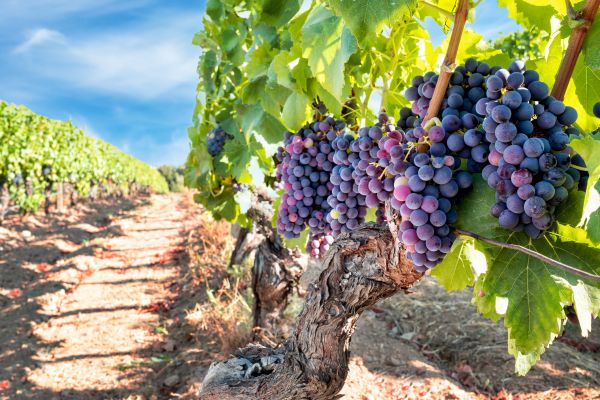 Grapevine Pruning in Pasadena