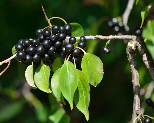 Buckthorn Removal in Pasadena