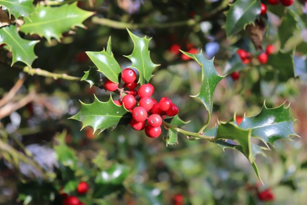 Holly Tree Trimming in Pasadena