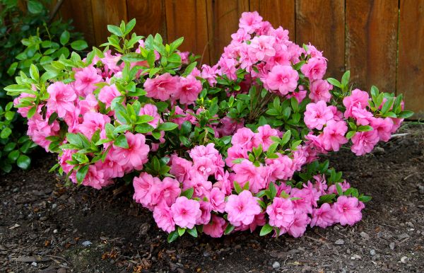 Azaleas Removal in Pasadena