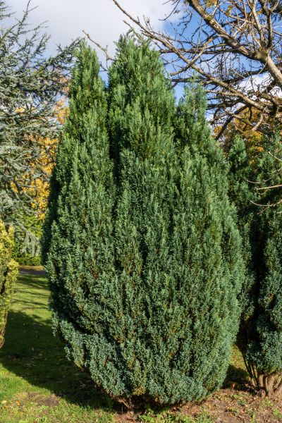 Juniper Trimming in Pasadena