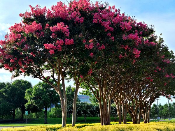 Crepe Myrtle Pruning in Pasadena
