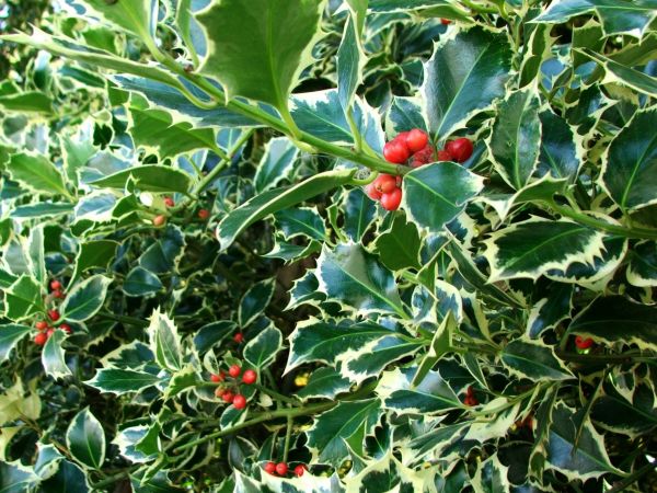 Holly Bushes Trimming in Pasadena