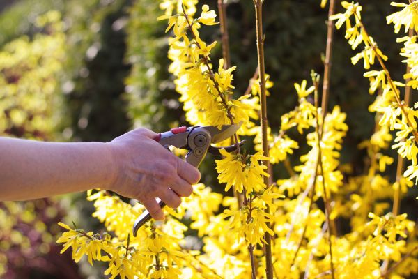 Forsythia Pruning in Pasadena
