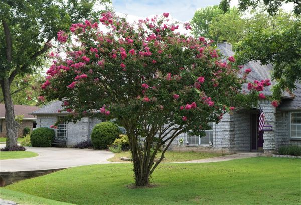 Crepe Myrtle Trimming in Pasadena