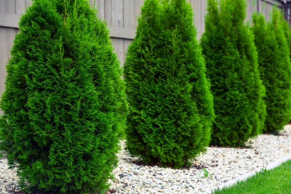 Arborvitae Removal in Pasadena
