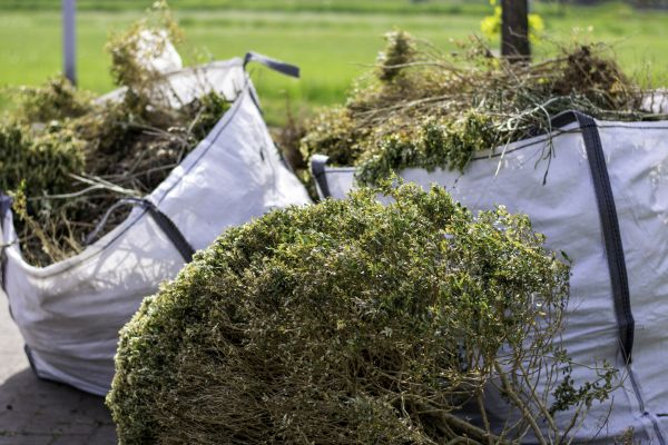 Shrubs Removal in Pasadena