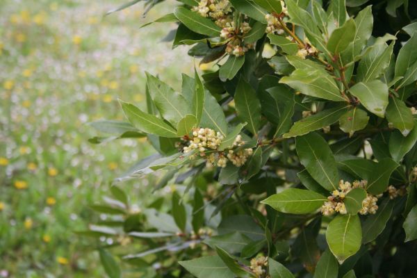 Laurel Trimming in Pasadena