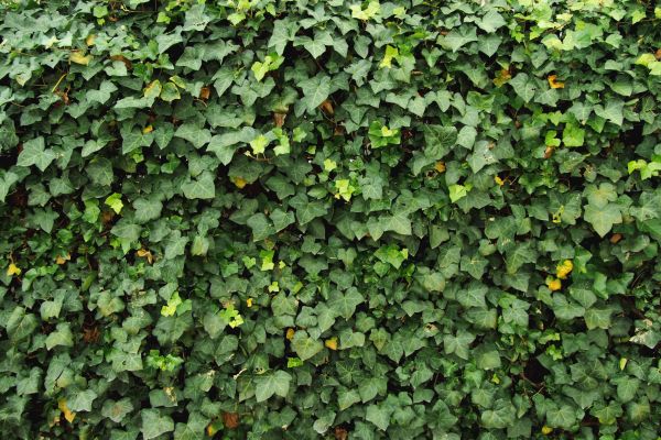 Ivy Pruning service in Pasadena