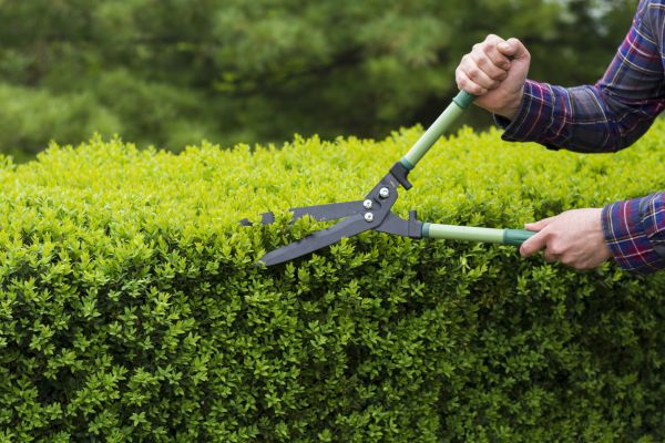 Evergreen Shrub Pruning in Pasadena