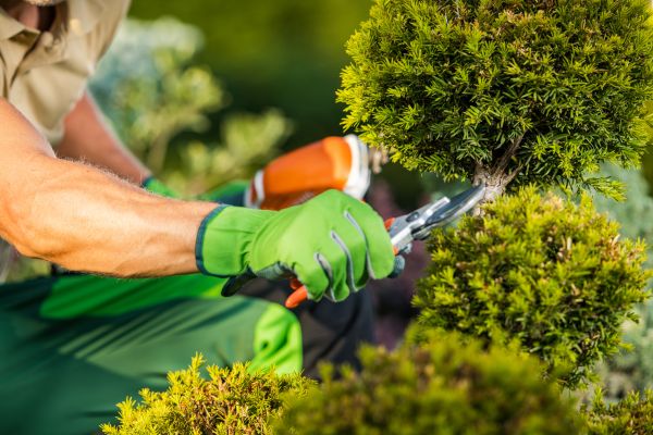 Landscape Pruning Service in Pasadena