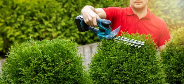 Hedge Shaping Service in Pasadena