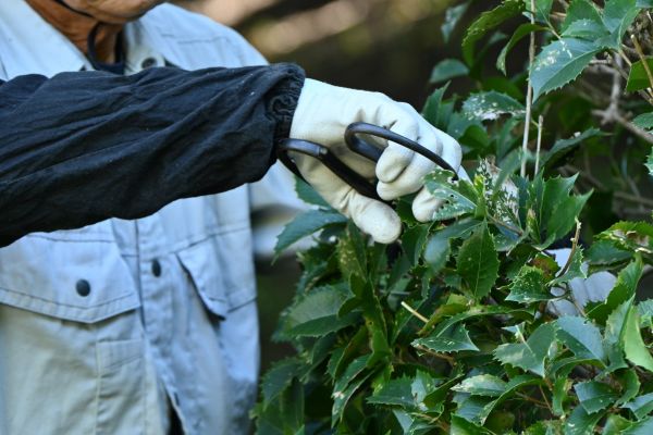 Holly Pruning in Pasadena