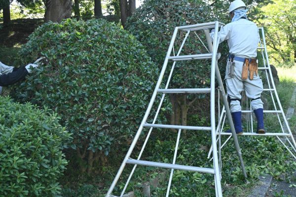Holly Shaping in Pasadena