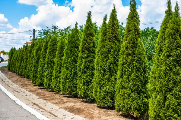 Arborvitae Shearing in Pasadena