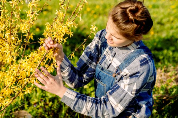 Forsythia Trimming in Pasadena