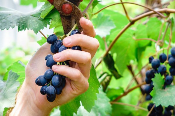 Vineyard Pruning in Pasadena