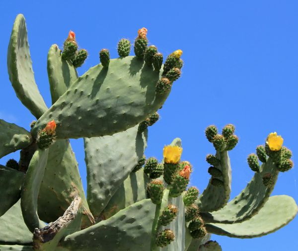 Cactus Removal in Pasadena