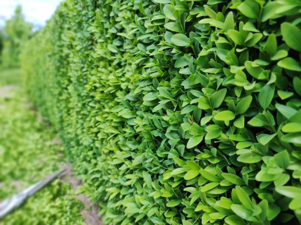 Boxwood Pruning in Pasadena