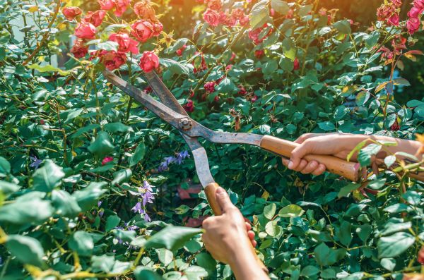 Knockout Roses Pruning in Pasadena