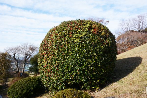 Holly Shrub Pruning in Pasadena