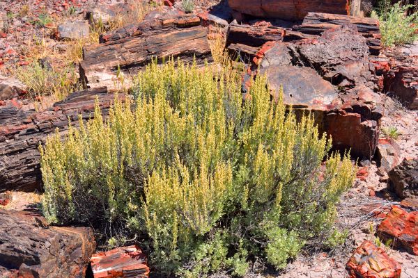 Sagebrush Removal in Pasadena