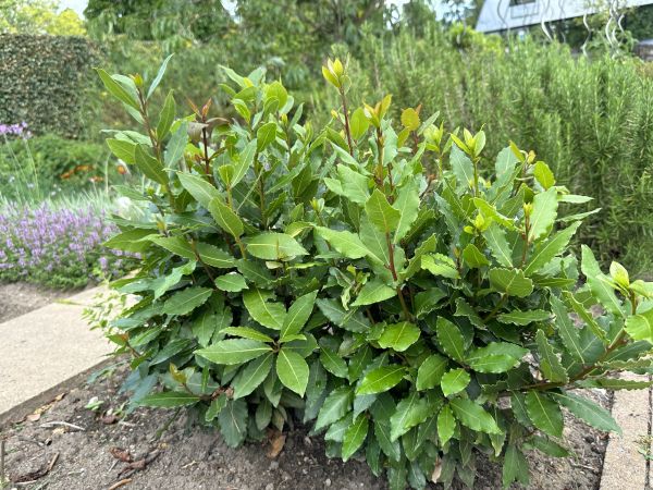 Laurel Hedge Trimming in Pasadena
