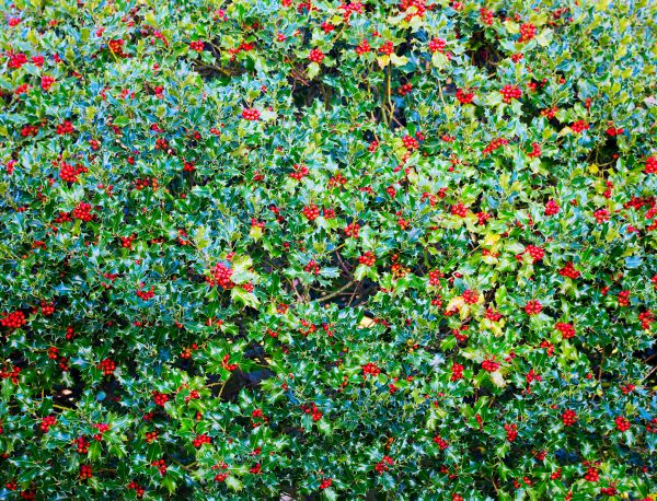 Holly Bush Removal in Pasadena