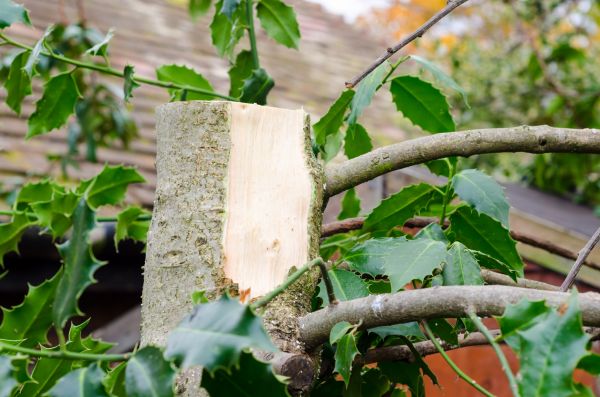 Holly Tree Removal in Pasadena