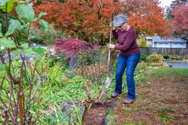 Dead Bush Removal in Pasadena