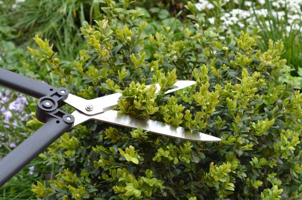 Boxwood Trimming in Pasadena