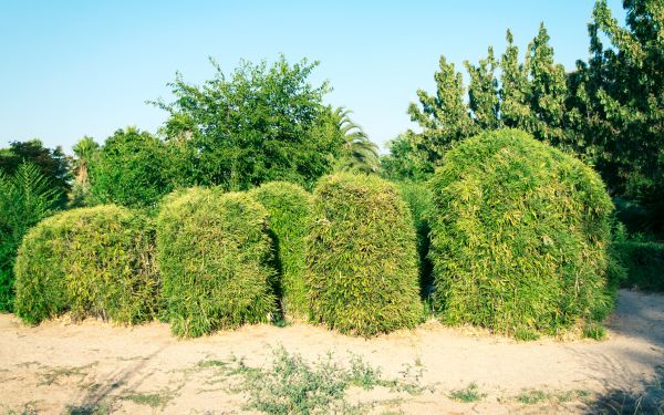 Bamboo Hedge Removal in Pasadena