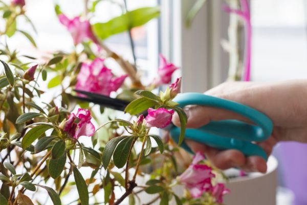 Azalea Pruning in Pasadena