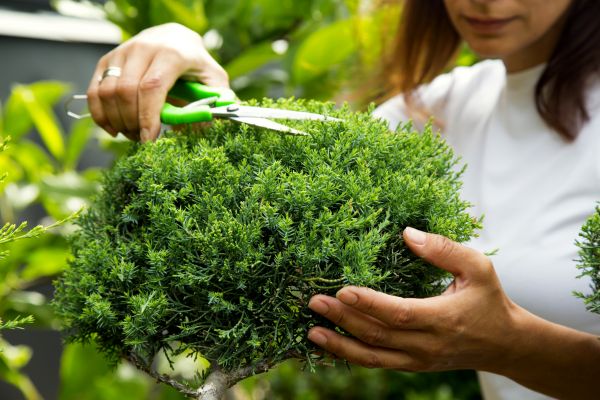 Juniper Shrub Pruning in Pasadena